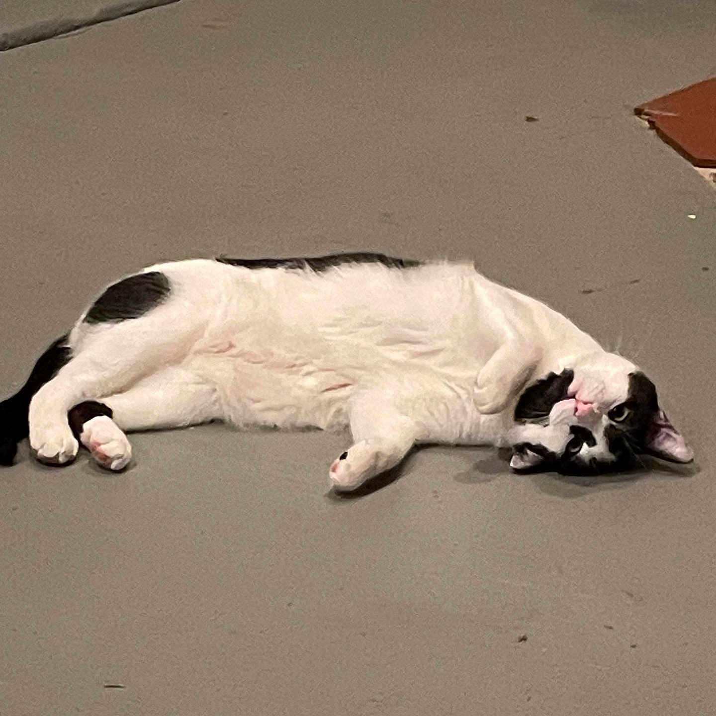 Tipsy is registered to the contest to win money with this photo: accessories, alloywheel, animal, canine, car, carwheel, cat, dog, kitten, machine, manx, person, pet, sleeping, spoke, strap, tire, transportation, vehicle, wood