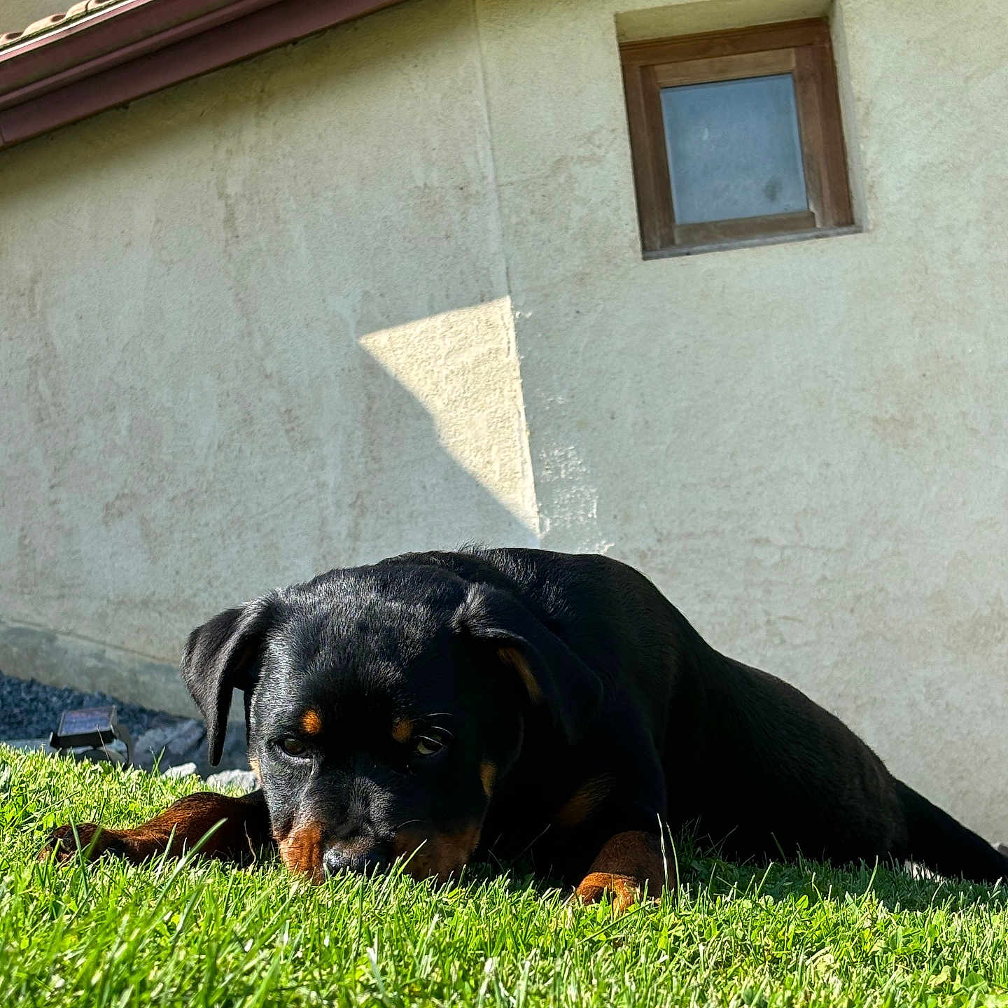 Nala a rejoint le concours — aidez-le/la à gagner de superbes lots ! animal, architecture, backyard, building, canine, dog, grass, hound, housing, labradorretriever, lawn, nature, outdoors, pet, plant, puppy, shelter, wall, window, yard