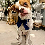 Pumba a rejoint le concours — aidez-le/la à gagner de superbes lots ! blue_bow, bow_tie, christmas_tree, cute, dog, eyes, head_tilt, holiday_decor, indoor, kibble, nose, ornament, paws, pet, portrait, sitting, stuffed_mouse, stuffed_toy, tile_floor, whiskers