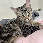 Lucy is registered to the contest to win money with this photo: cat, tabby_cat, pet, indoor, bed, blanket, wall, ears, whiskers, green_eyes, stripes, feline, closeup, portrait, resting, paw, fur, bedding, cozy, curious