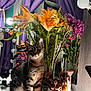 Lucy is registered to the contest to win money with this photo: cat, tabby_cat, flowers, bouquet, lily, vase, makeup_brushes, cosmetics, vanity_mirror, purple_curtains, stuffed_toy, skull_decor, lamp, mirror_reflection, indoor, pet, table, studio_lighting, green_leaves, colorful_flowers