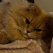 Biscuit a rejoint le concours — aidez-le/la à gagner de superbes lots ! cat, orange_cat, fluffy, pet, animal, feline, whiskers, closeup, resting, blanket, cozy, soft_lighting, indoor, fur, cute, sleepy, portrait, relaxed, texture, warm