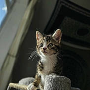 Momo is registered to the contest to win money with this photo: animal, cat, cat_tree, cozy, curious, cute, domestic, feline, fur, indoor, kitten, paw, pet, portrait, soft_light, tabby, tapestry, whiskers, window_light, young