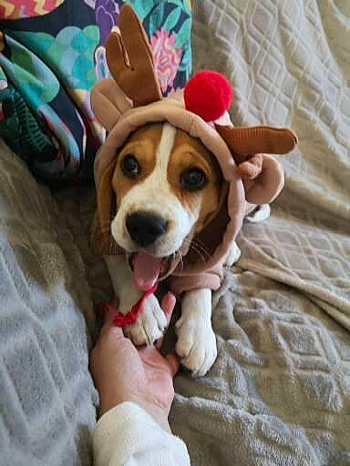 Spencer a rejoint le concours — aidez-le/la à gagner de superbes lots ! canidae, carnivore, companion_dog, dog, dog_breed, dog_clothes, dog_supply, eyewear, fashion_accessory, fawn, fur, happy, plush, snout, sporting_group, stuffed_toy, toy, toy_dog, wood, working_animal