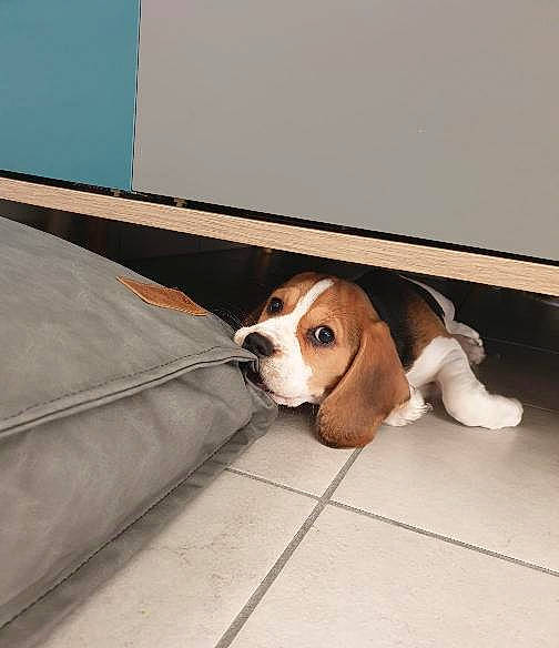 Spencer a rejoint le concours — aidez-le/la à gagner de superbes lots ! basset_hound, beagle, canidae, carnivore, comfort, companion_dog, dog, dog_breed, fawn, floor, flooring, hound, paw, pet_supply, scent_hound, snout, sporting_group, vehicle_door, wood, working_animal