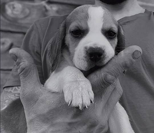 Spencer participe au concours pour gagner de l'argent avec cette photo : black_and_white, bored, canidae, carnivore, companion_dog, dog, dog_breed, fawn, fur, monochrome, monochrome_photography, nail, paw, puppy, puppy_love, snout, sporting_group, style, whiskers, working_animal
