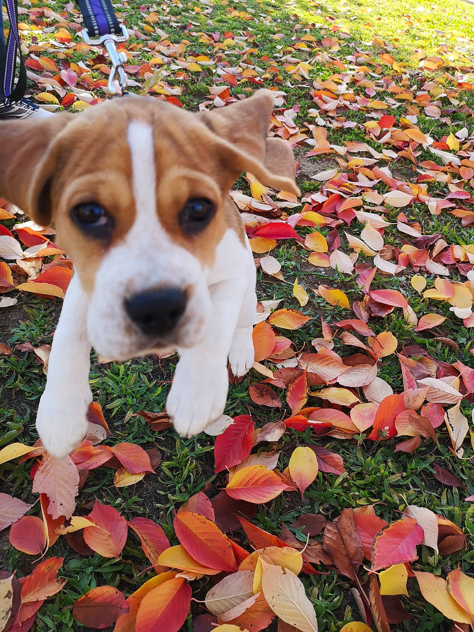 Spencer a rejoint le concours — aidez-le/la à gagner de superbes lots ! beagle, carnivore, collar, companion_dog, deciduous, dog, dog_breed, dog_supply, fawn, grass, groundcover, hound, natural_landscape, plant, scent_hound, snout, sporting_group, terrier, whiskers, working_animal