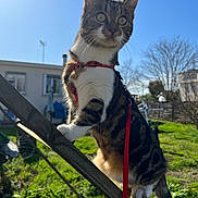Calliope participe au concours pour gagner de l'argent avec cette photo : cat, tabby, harness, leash, outdoor, sunny, blue_sky, green_grass, wooden_structure, pet, animal, daylight, nature, backyard, curious, climbing, feline, whiskers, ears, alert