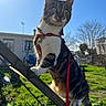cat, tabby, harness, leash, outdoor, sunny, blue_sky, green_grass, wooden_structure, pet, animal, daylight, nature, backyard, curious, climbing, feline, whiskers, ears, alert