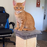Sebastian is registered to the contest to win money with this photo: carpet, cat, cute, ears, eyes, feline, floor, fur, gaming_chair, home, indoor, kitten, living_room, orange_tabby, pet, playing, scratching_post, toy, whiskers, young_cat