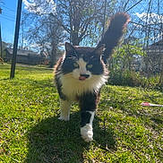 Scar is registered to the contest to win money with this photo: cat, black_and_white, animal, grass, outdoor, sunlight, daytime, tree, sky, pet, walking, tongue_out, feline, nature, yard, scissors, playful, fur, whiskers, shadow