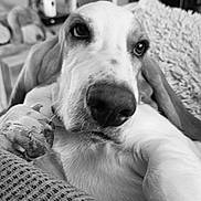 Fisher P.mooch is registered to the contest to win money with this photo: dog, close_up, black_and_white, paw, blanket, relaxed, indoor, furniture, cozy, pet, nose, ear, fur, home, animal, portrait, couch, soft, resting, companion