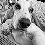 animal, black_and_white, blanket, close_up, companion, couch, cozy, dog, ear, fur, furniture, home, indoor, nose, paw, pet, portrait, relaxed, resting, soft