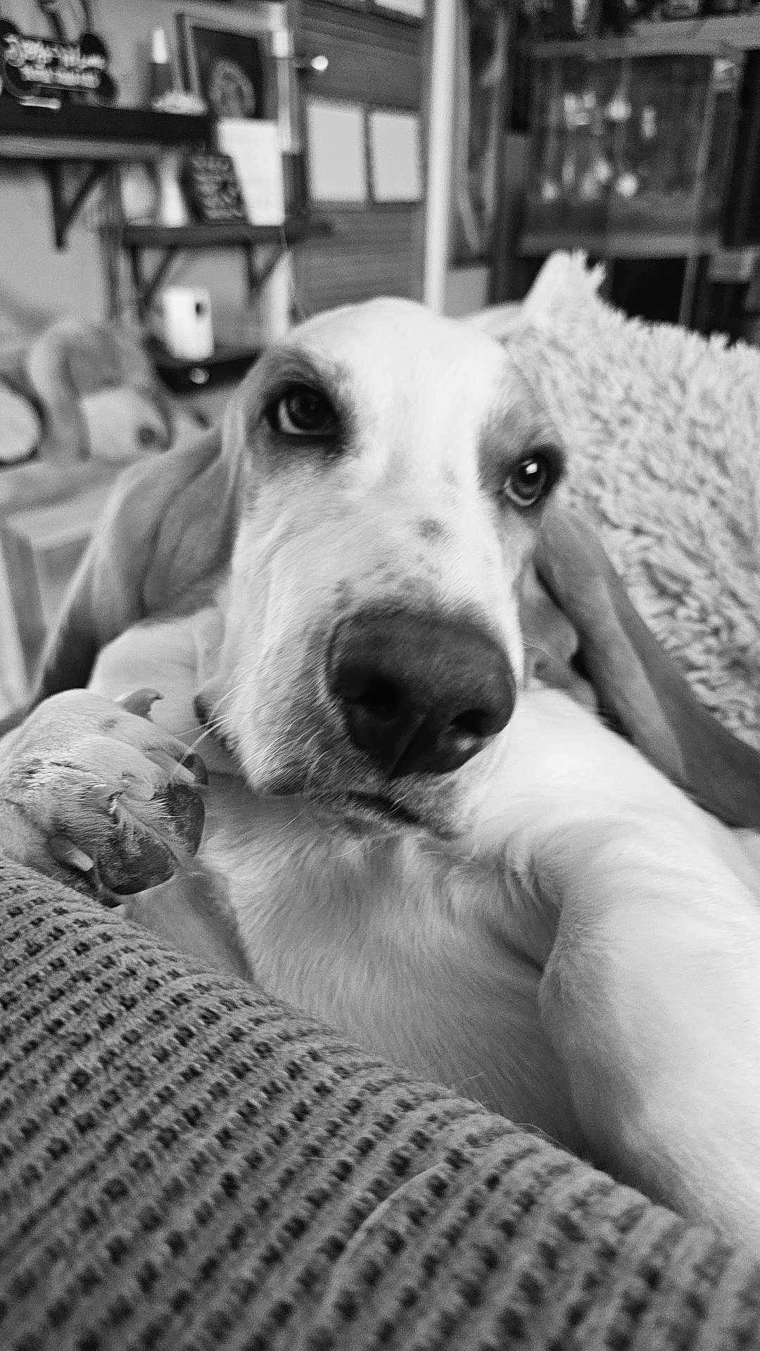 Fisher P.mooch is registered to the contest to win money with this photo: dog, close_up, black_and_white, paw, blanket, relaxed, indoor, furniture, cozy, pet, nose, ear, fur, home, animal, portrait, couch, soft, resting, companion