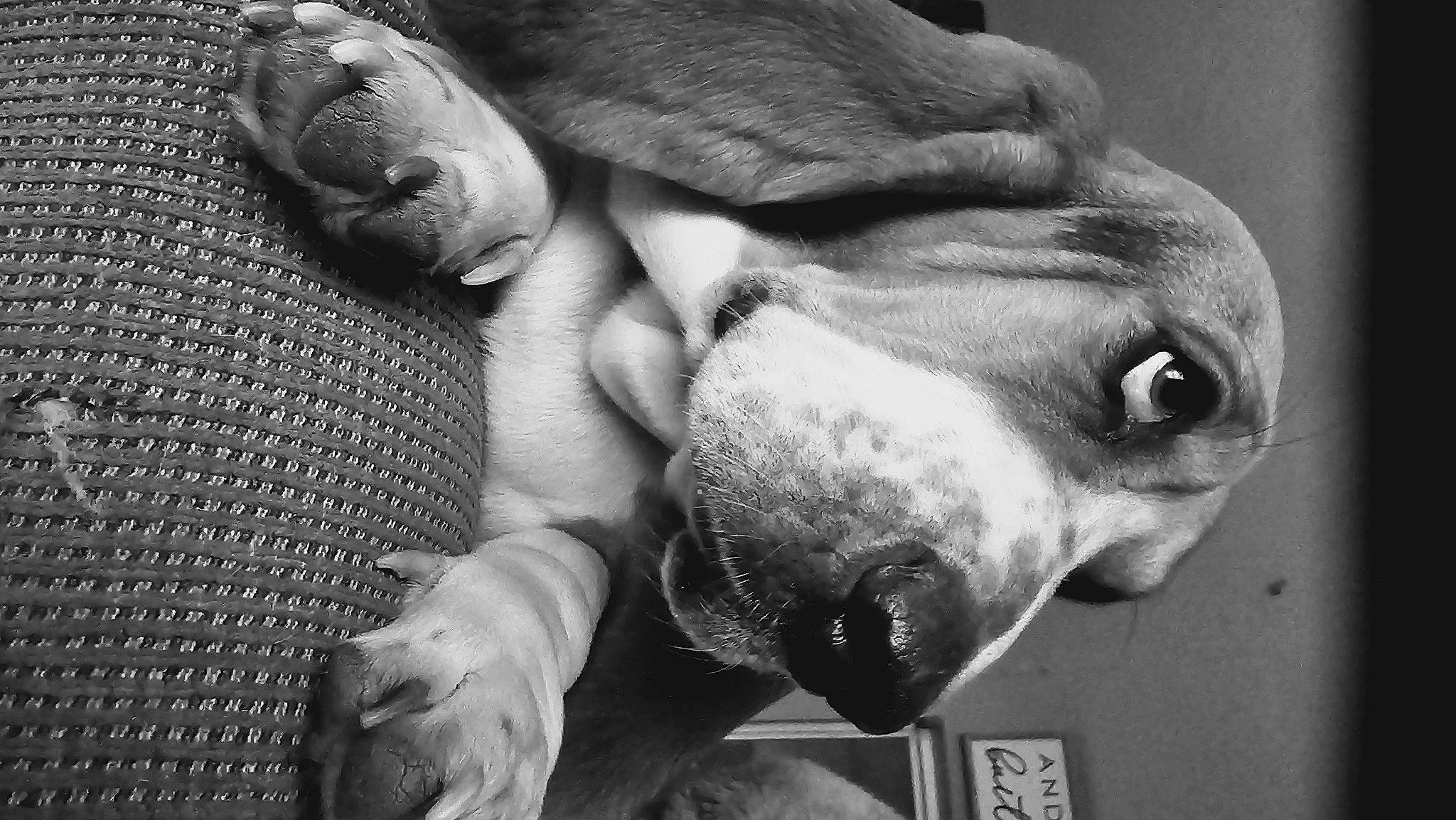 Moxie joined the competition — help win amazing prizes! black, black_and_white, carnivore, companion_dog, dog, dog_breed, ear, fawn, gesture, grey, jaw, monochrome, monochrome_photography, photograph, snout, style, whiskers, white, working_animal, wrinkle