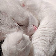 Tia a rejoint le concours — aidez-le/la à gagner de superbes lots ! animal, cat, close_up, curled_paw, cute, domestic_cat, face, feline, fur_texture, paw, peaceful, pet, pink_nose, relaxing, resting, sleeping, soft, whisker, whiskers, white_fur