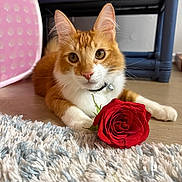 Mochi joined the competition — help win amazing prizes! bell, cat, close_up, collar, ears, floor, flower, furniture, ginger_cat, indoor, orange_cat, paws, pink_tent, portrait, red_rose, rose, rug, whiskers, white_fur, wooden_floor