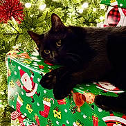 Charlie joined the competition — help win amazing prizes! cat, black_cat, christmas_tree, christmas_lights, wrapped_gifts, holiday, festive, present, green_wrapping_paper, red_wrapping_paper, indoors, decorations, pine_tree, cute, pet, animal, relaxed, cozy, holiday_season, celebration
