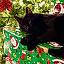 cat, black_cat, christmas_tree, christmas_lights, wrapped_gifts, holiday, festive, present, green_wrapping_paper, red_wrapping_paper, indoors, decorations, pine_tree, cute, pet, animal, relaxed, cozy, holiday_season, celebration