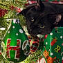 Charlie is registered to the contest to win money with this photo: black_cat, cat, christmas_tree, christmas_ornament, holiday, gift_wrap, present, pine_branch, festive, decorations, animal, pet, cute, closeup, indoor, holiday_lights, christmas, green, red, soft_focus