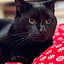 Charlie is registered to the contest to win money with this photo: black_cat, cat, pet, animal, close_up, whiskers, eyes, fur, indoor, resting, blanket, red, pattern, peppermint, cozy, cute, mammal, feline, portrait, domestic_animal