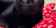 Charlie is registered to the contest to win money with this photo: black_cat, cat, pet, animal, feline, close_up, indoor, blanket, red_blanket, patterned_blanket, peppermint_pattern, whiskers, ears, eyes, fur, cute, cozy, resting, domestic_cat, laying_down