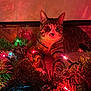 Latte is registered to the contest to win money with this photo: cat, tabby, christmas_lights, pine_branches, holiday, festive, indoor, pet, animal, curious, colorful_lights, decorations, cozy, fur, whiskers, relaxed, soft_light, red_light, green_light, carpet