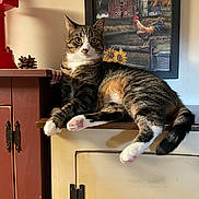 Latte joined the competition — help win amazing prizes! cat, tabby_cat, furniture, cabinet, painting, barn, rooster, pinecone, indoor, wall, wood, vintage, cozy, pet, animal, relaxing, paw, fur, shadow, decor