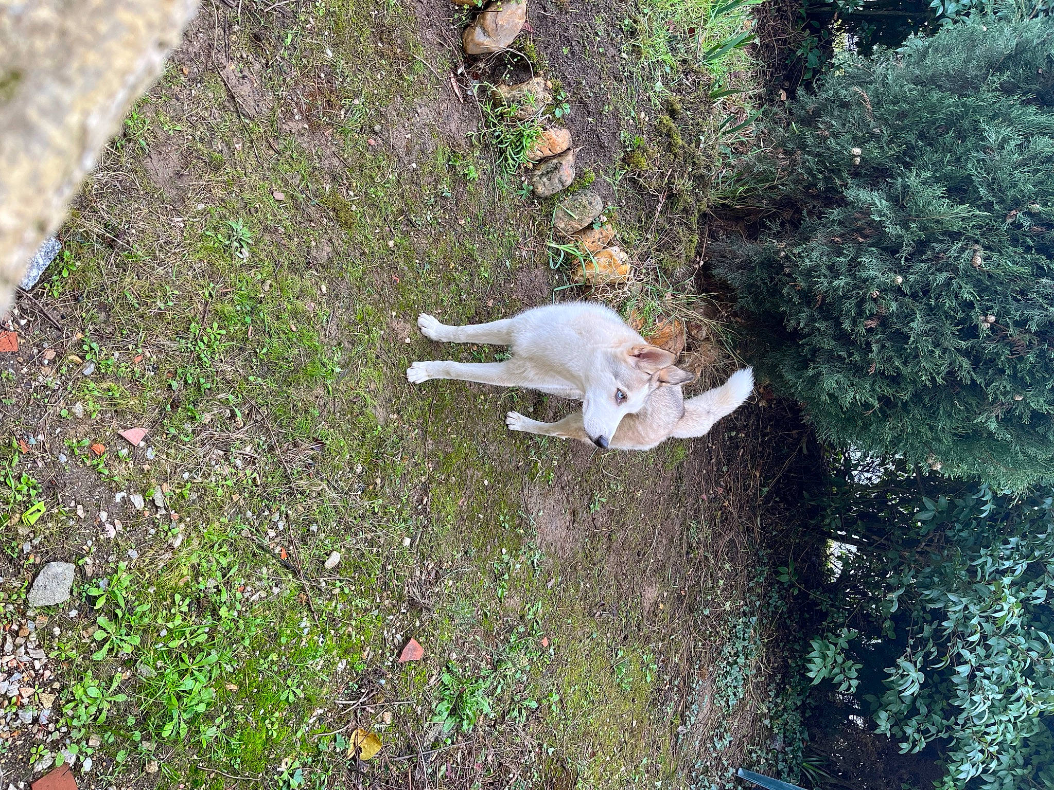 Scott participe au concours pour gagner de l'argent avec cette photo : canidae, companion_dog, dog_breed, fawn, felidae, fur, grass, groundcover, landscape, plant, shrub, small_to_medium_sized_cats, soil, sporting_group, tail, terrestrial_animal, tree, trunk, wildlife, wood