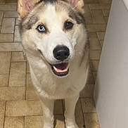 Scott participe au concours pour gagner de l'argent avec cette photo : animal, blue_eye, brown_eye, canine, companion, cute, dog, ears, floor, friendly, fur, heterochromia, household, husky, indoor, looking_up, pet, smiling, standing, tile