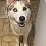 animal, blue_eye, brown_eye, canine, companion, cute, dog, ears, floor, friendly, fur, heterochromia, household, husky, indoor, looking_up, pet, smiling, standing, tile