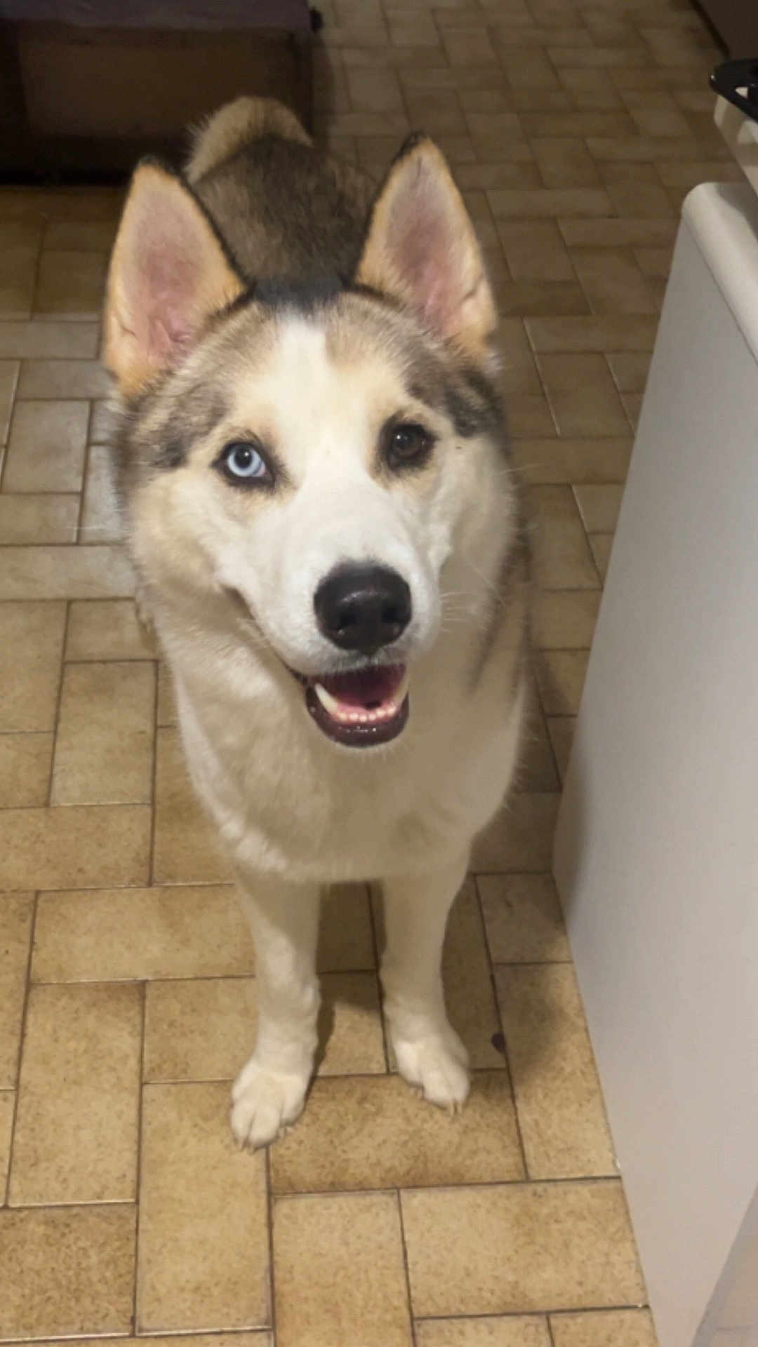 Scott participe au concours pour gagner de l'argent avec cette photo : animal, blue_eye, brown_eye, canine, companion, cute, dog, ears, floor, friendly, fur, heterochromia, household, husky, indoor, looking_up, pet, smiling, standing, tile