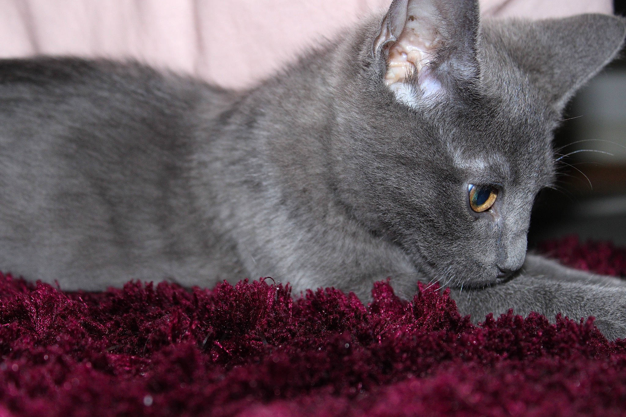 Raymond a rejoint le concours — aidez-le/la à gagner de superbes lots ! carmine, carnivore, cat, domestic_short_haired_cat, felidae, fur, grey, groundcover, magenta, plant, russian_blue, small_to_medium_sized_cats, snout, whiskers