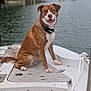 dog, boat, water, dock, rope, outdoor, pet, animal, canine, nature, river, collar, fur, sitting, white, brown, happy, portrait, calm, daytime