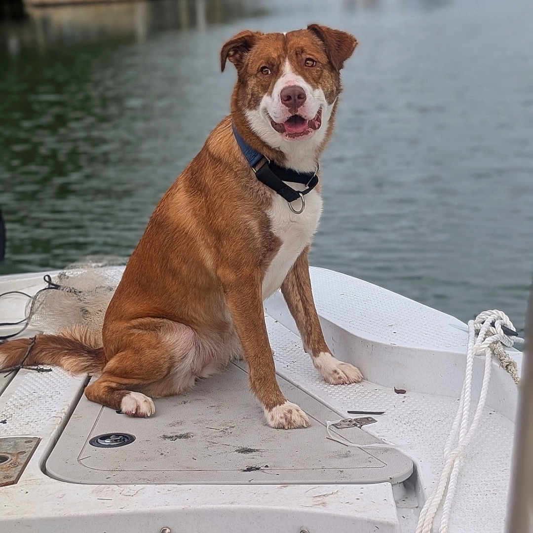 Ginger is registered to the contest to win money with this photo: animal, boat, brown, calm, canine, collar, daytime, dock, dog, fur, happy, nature, outdoor, pet, portrait, river, rope, sitting, water, white