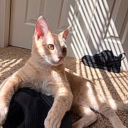 Meeko joined the competition — help win amazing prizes! animal, black_bag, carpet, cat, cream_fur, door, ears, eyes, home, indoor, kitten, lounging, pet, photography, portrait, relaxed, shadows, sitting, sunlight, whiskers