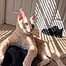 cat, kitten, cream_fur, pet, animal, portrait, sitting, lounging, sunlight, shadows, indoor, carpet, door, black_bag, ears, whiskers, eyes, relaxed, home, photography