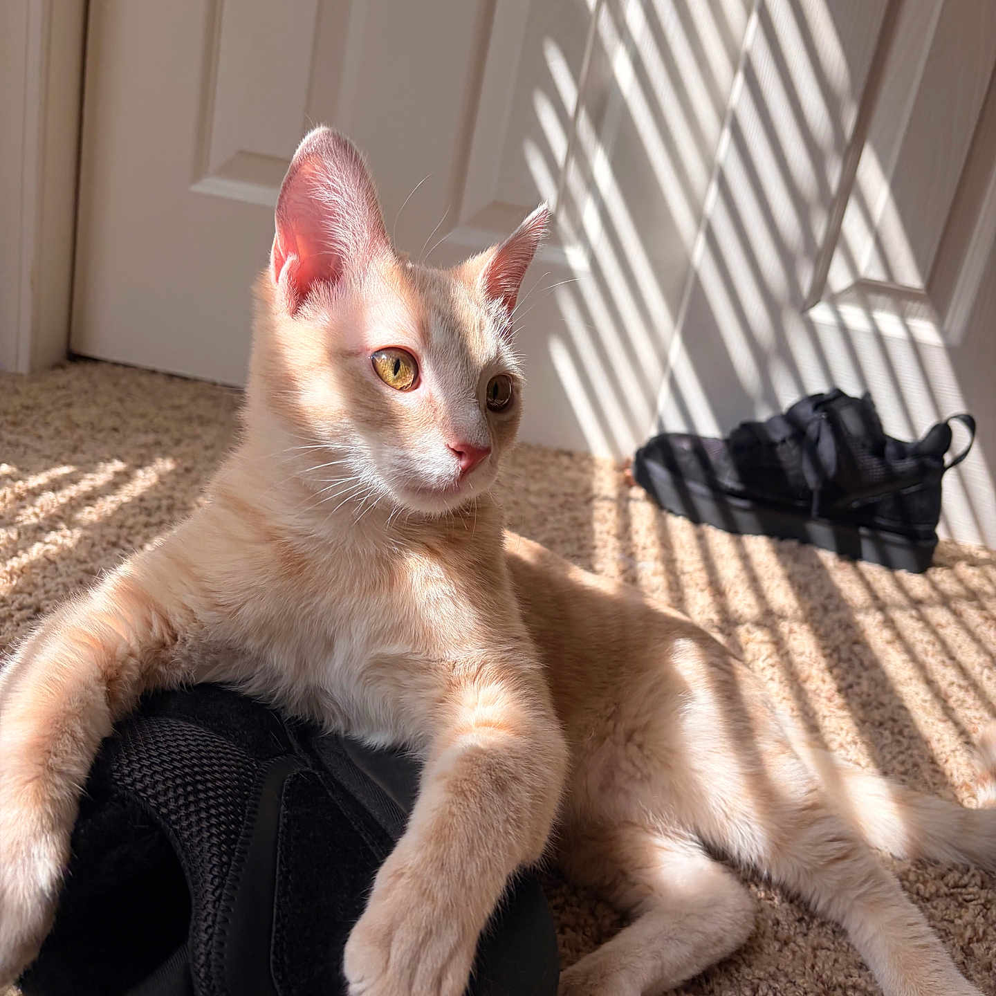 Meeko