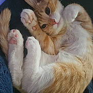 Pip is registered to the contest to win money with this photo: kitten, cat, orange, white, paw, pink_paw, fur, pet, cute, animal, feline, resting, blanket, cozy, indoor, young, small, sleepy, whiskers, closeup