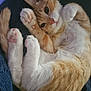 kitten, cat, orange, white, paw, pink_paw, fur, pet, cute, animal, feline, resting, blanket, cozy, indoor, young, small, sleepy, whiskers, closeup