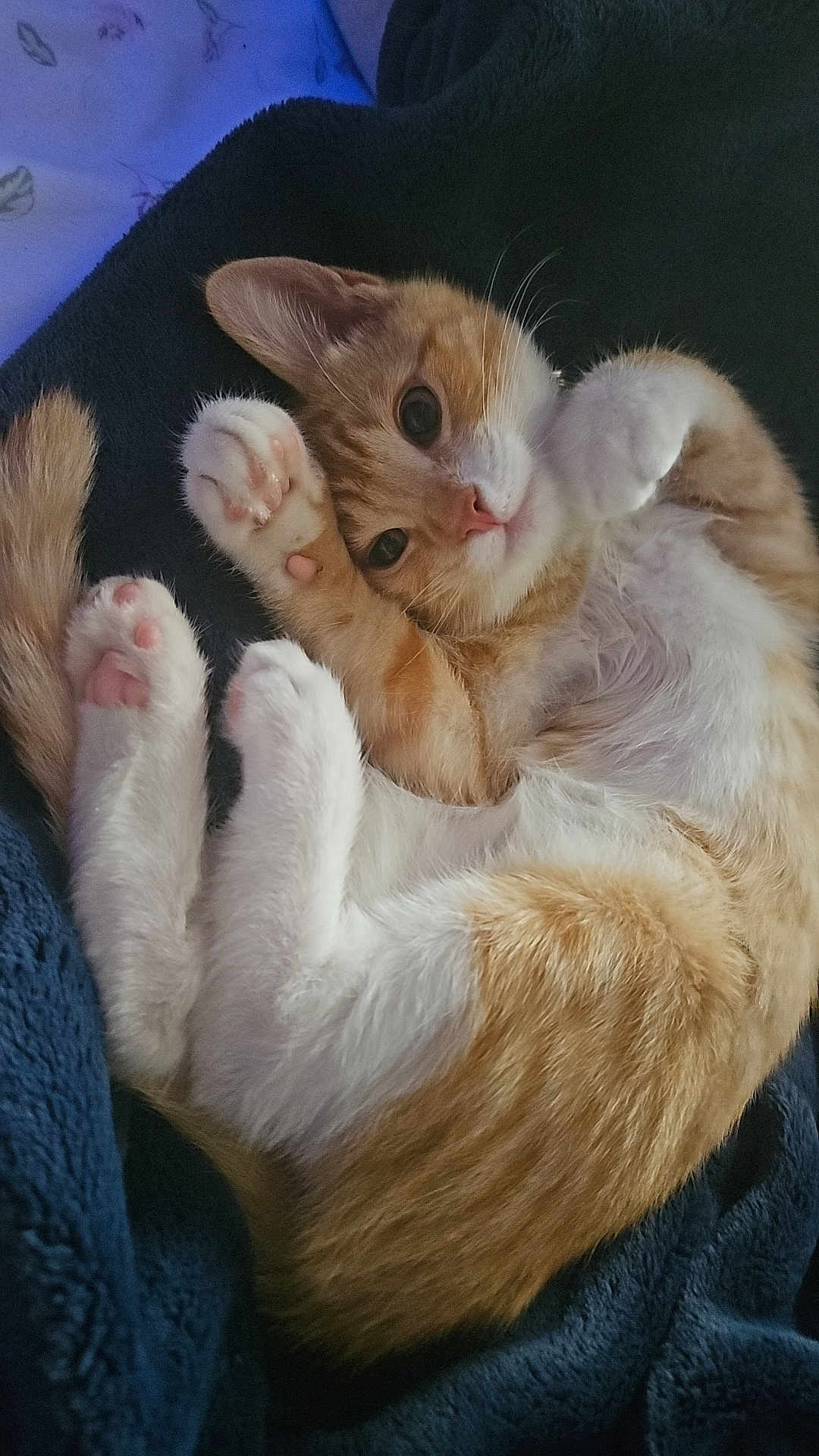 Pip