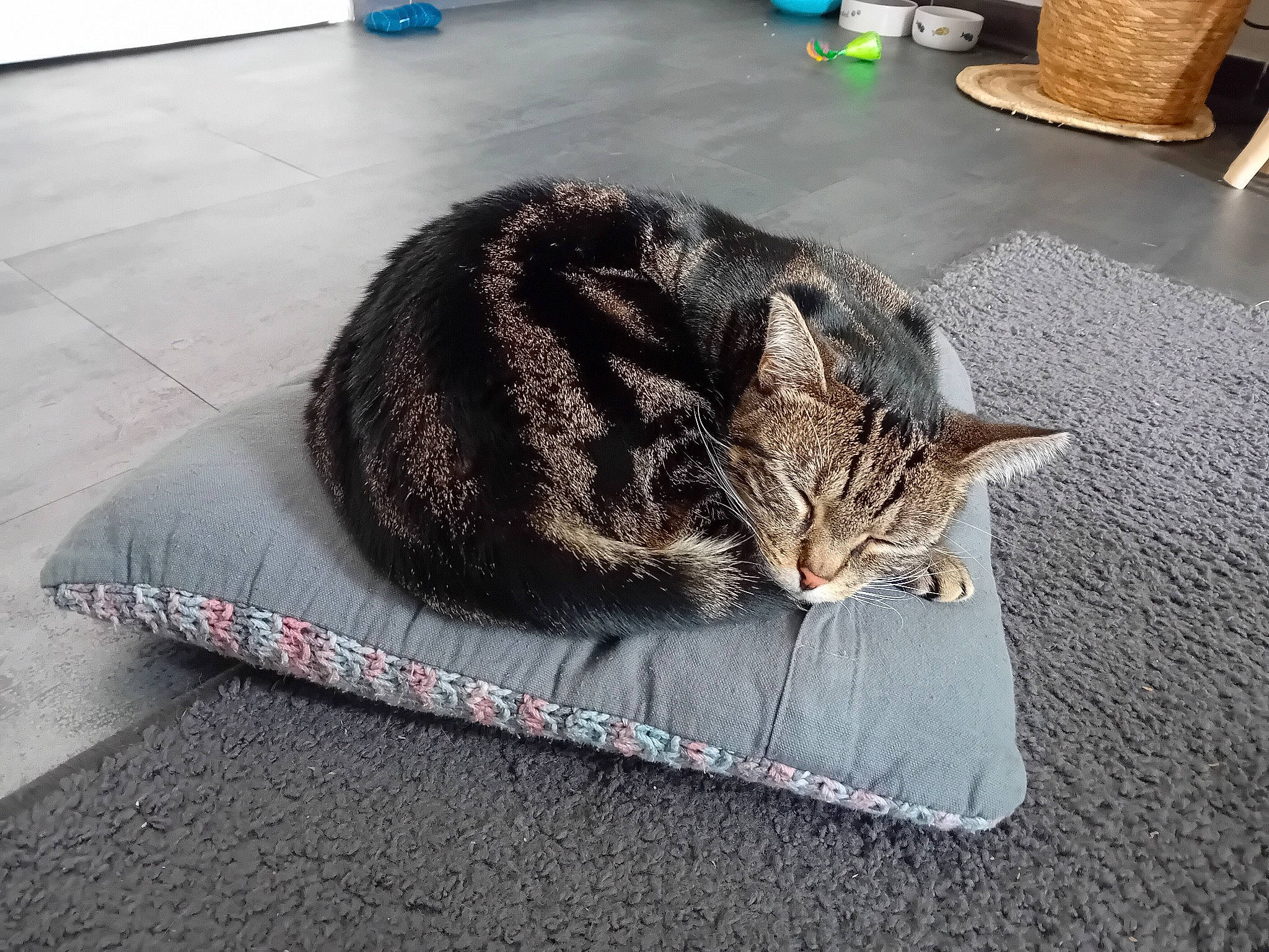 Onyx a rejoint le concours — aidez-le/la à gagner de superbes lots ! asphalt, carnivore, cat, comfort, domestic_short_haired_cat, felidae, floor, flooring, flowerpot, fur, grey, nap, road_surface, sitting, small_to_medium_sized_cats, snout, tail, terrestrial_animal, tree, whiskers