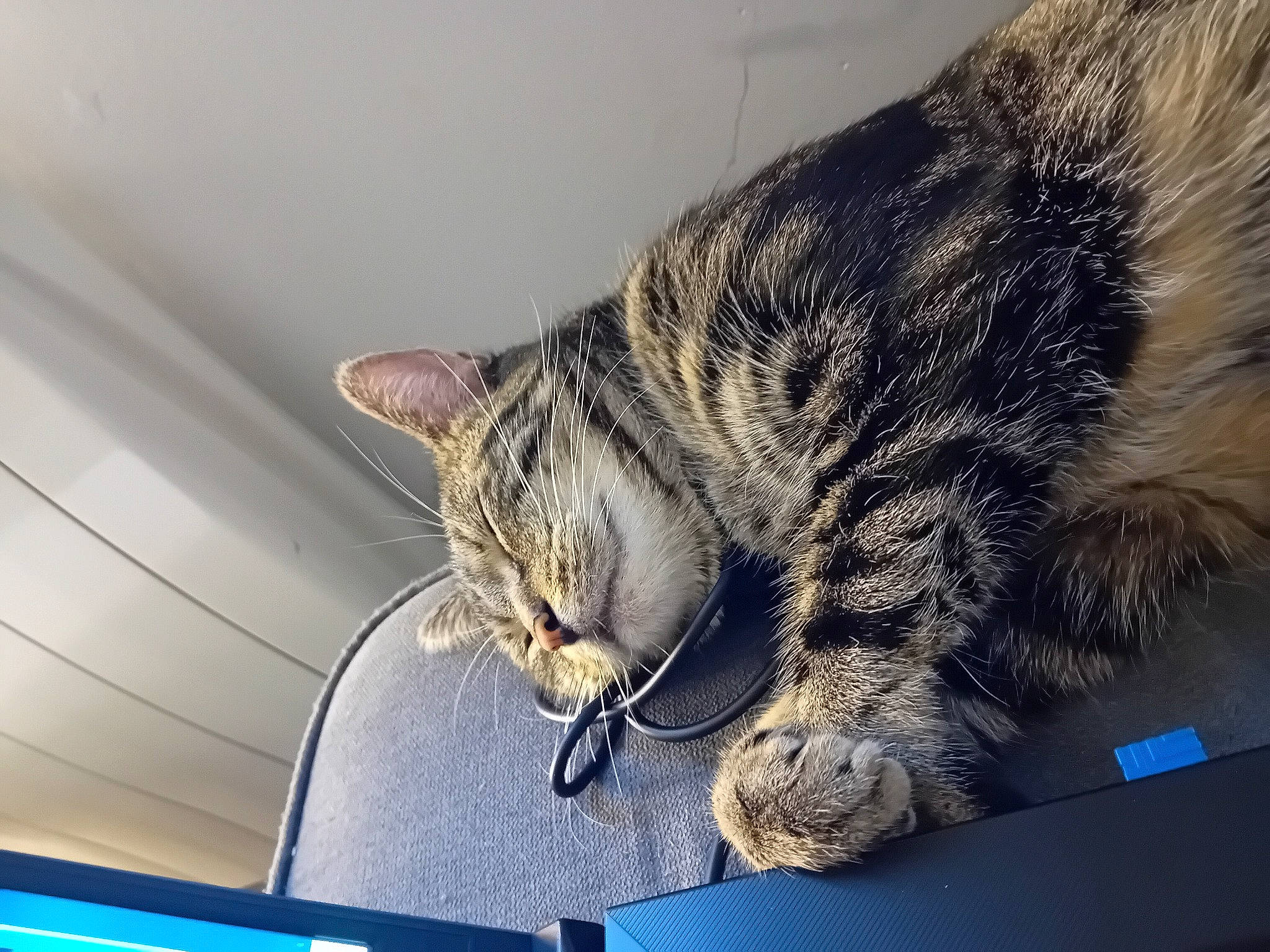 Onyx a rejoint le concours — aidez-le/la à gagner de superbes lots ! carnivore, cat, claw, domestic_short_haired_cat, felidae, fur, paw, sitting, small_to_medium_sized_cats, snout, tail, whiskers, window