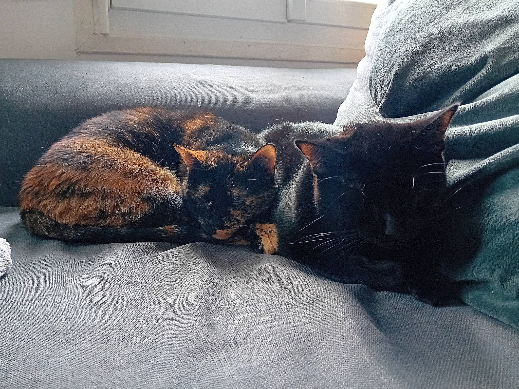 Pixelle participe au concours pour gagner de l'argent avec cette photo : bed, black_cat, carnivore, cat, claw, comfort, domestic_short_haired_cat, felidae, flooring, fur, grey, leg, linens, mammal, paw, small_to_medium_sized_cats, snout, tail, vertebrate, whiskers