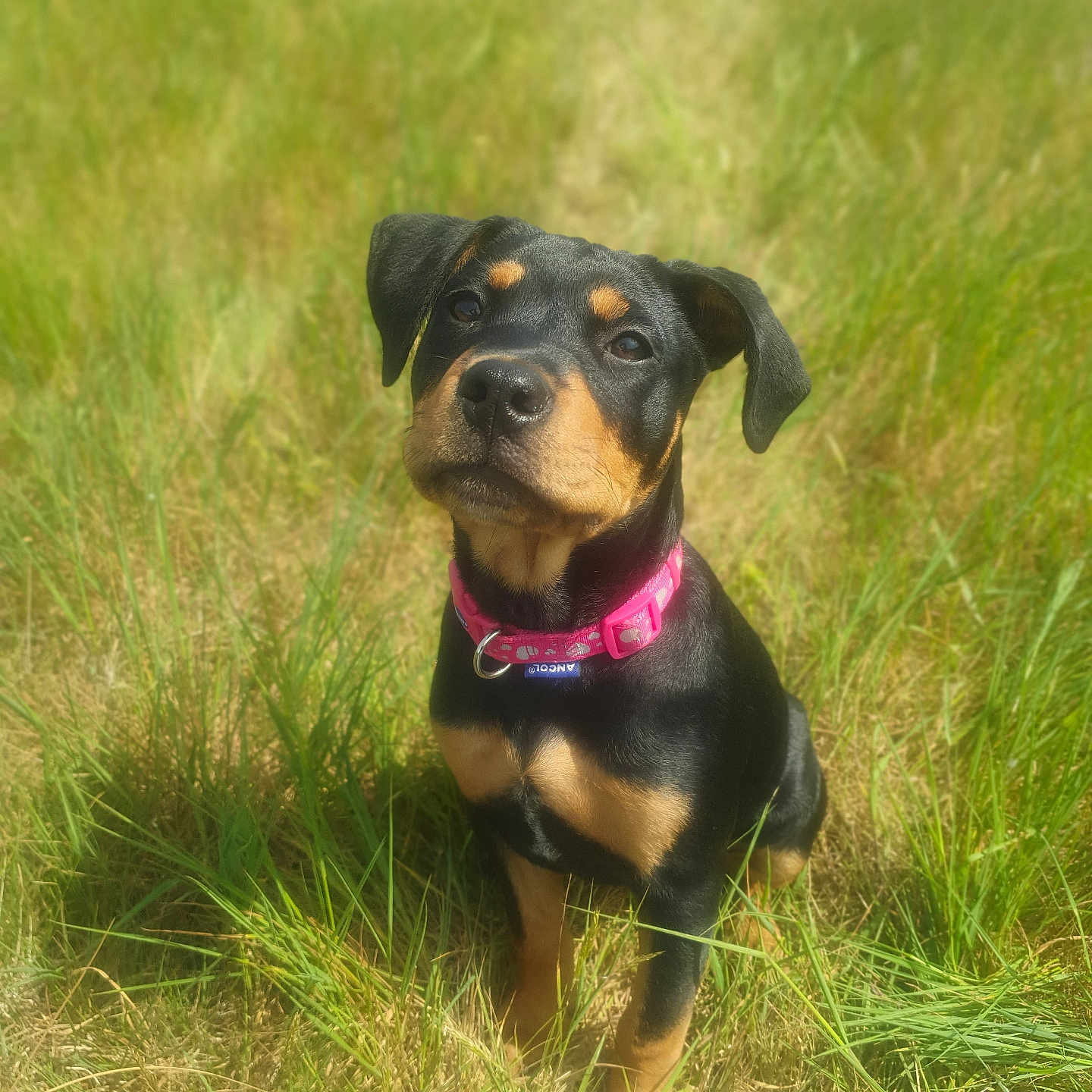 Nala joined the competition — help win amazing prizes! animal, black, collar, collar_tag, cute, dog, ears, eyes, field, fur, grass, nature, nose, outdoor, pet, puppy, sitting, sunlight, tan, young