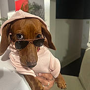 Darla joined the competition — help win amazing prizes! dog, dachshund, sunglasses, hoodie, pet, indoor, person_holding_pet, hand, rings, brown_dog, furniture, couch, plant, wall_art, portrait, cute, fashion, accessory, animal, cozy