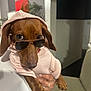dog, dachshund, sunglasses, hoodie, pet, indoor, person_holding_pet, hand, rings, brown_dog, furniture, couch, plant, wall_art, portrait, cute, fashion, accessory, animal, cozy