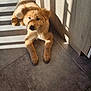 Murphy participe au concours pour gagner de l'argent avec cette photo : puppy, dog, floor, tile, sunlight, shadow, wooden_cabinet, indoor, pet, fur, brown, cute, animal, laying, resting, young, curious, warm_light, domestic, home