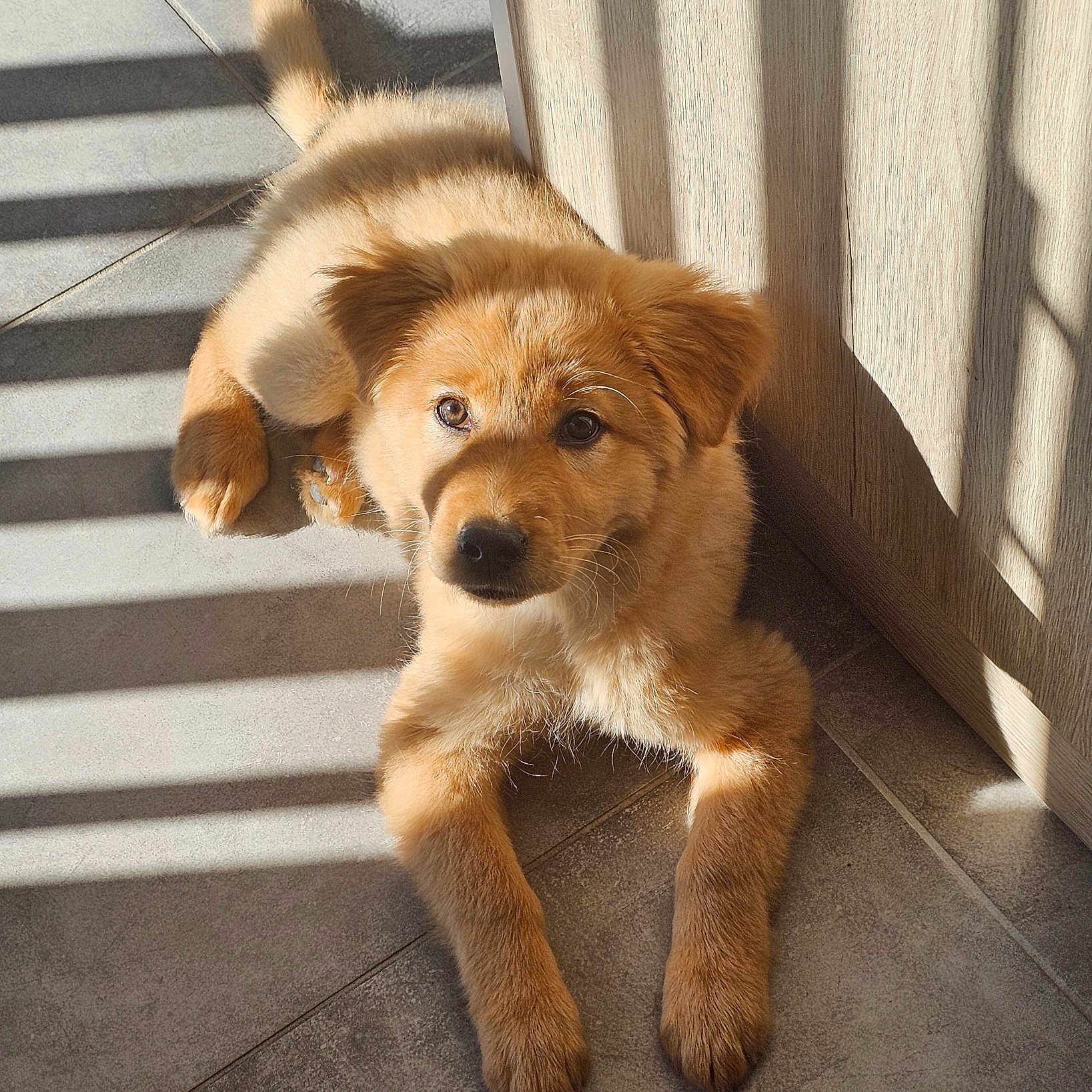 Murphy participe au concours pour gagner de l'argent avec cette photo : adorable, animal, brown, cute, dog, ears, floor, fur, home, indoor, looking_up, nose, paw, pet, puppy, resting, shadow, sunlight, tile, young