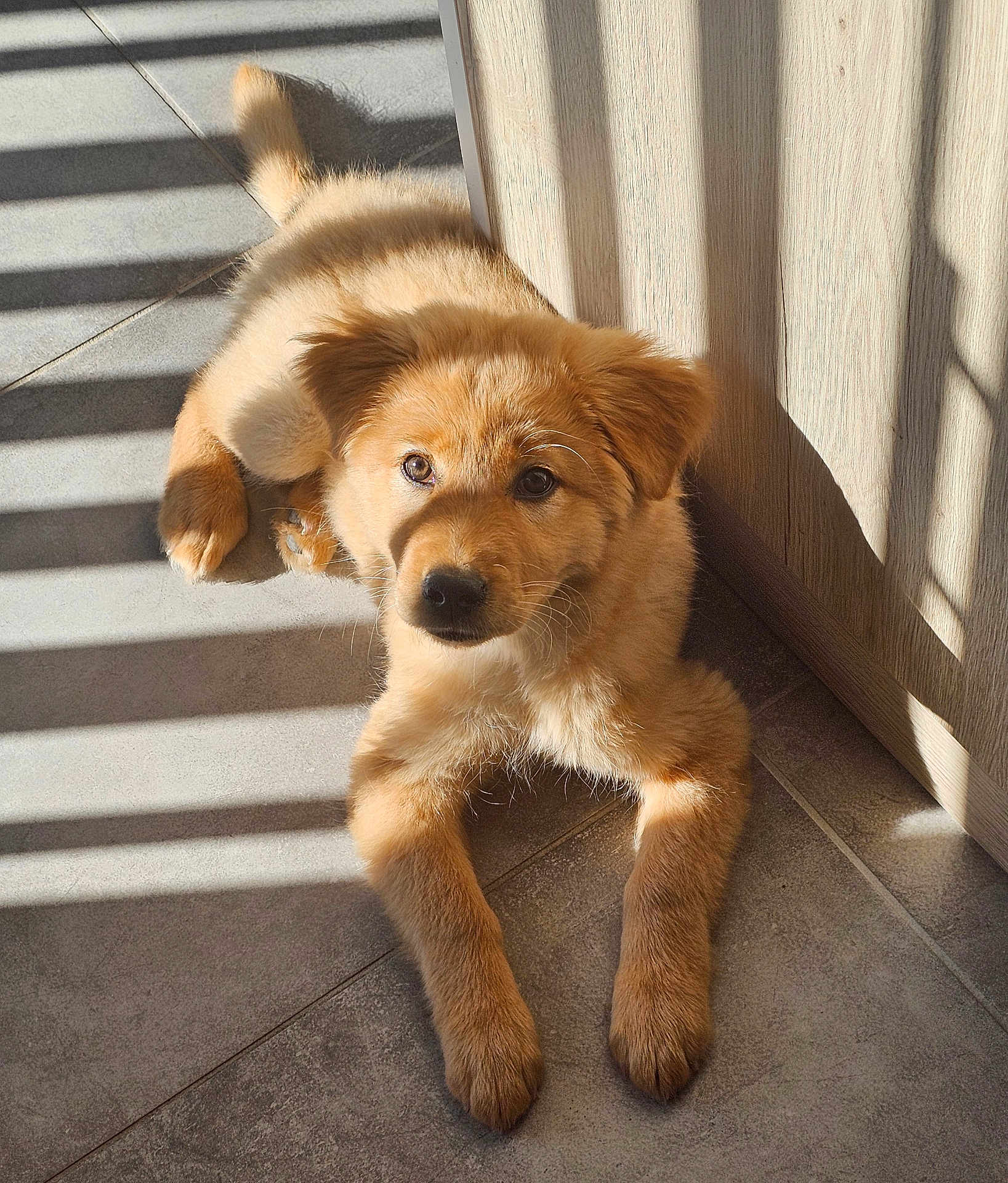 Murphy participe au concours pour gagner de l'argent avec cette photo : puppy, dog, animal, pet, floor, tile, sunlight, shadow, indoor, young, cute, fur, ears, nose, paw, resting, looking_up, brown, adorable, home
